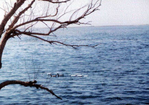 南疆塔里木盆地生态环境调研报告(组图)