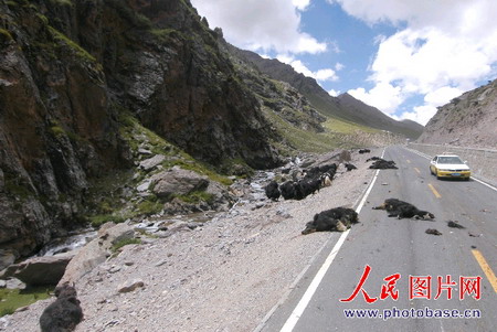 西藏公路上撞死十幾頭犛牛[附圖]