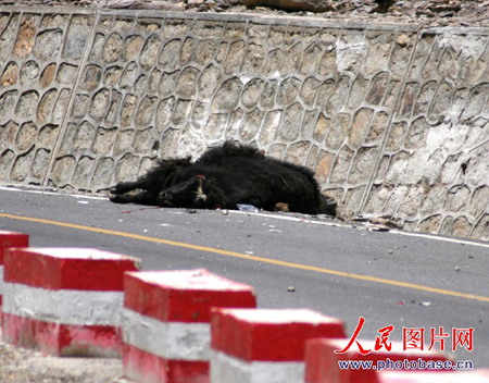 西藏公路上撞死十幾頭犛牛[附圖]