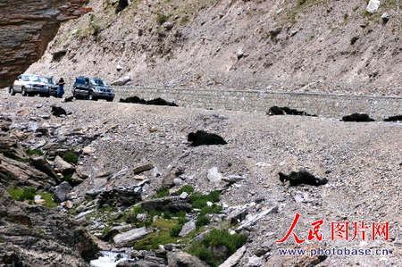 西藏公路上撞死十幾頭犛牛[附圖]