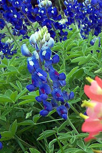 我是峰上一枝梅 - 故乡博客|乐亭博客 故乡 乐亭 旅游 论坛 博客 乐亭