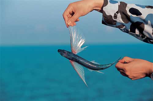 在西沙常见飞鱼一群群钻出海面,张着翅膀,箭一般飞行.